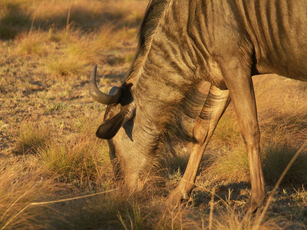 090516_Pilanesberg 335.jpg